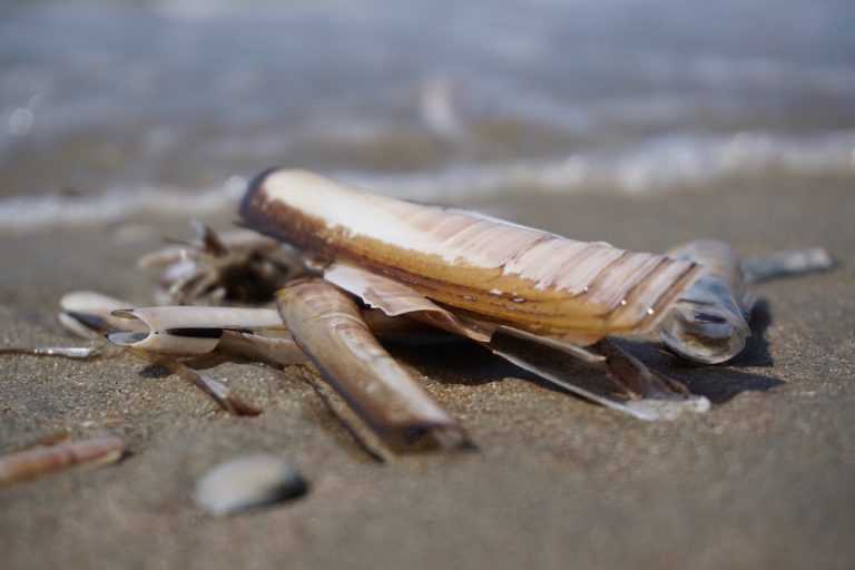 Parkeren in Zandvoort | Waar, hoeveel kost het en tips voor gratis parkeren