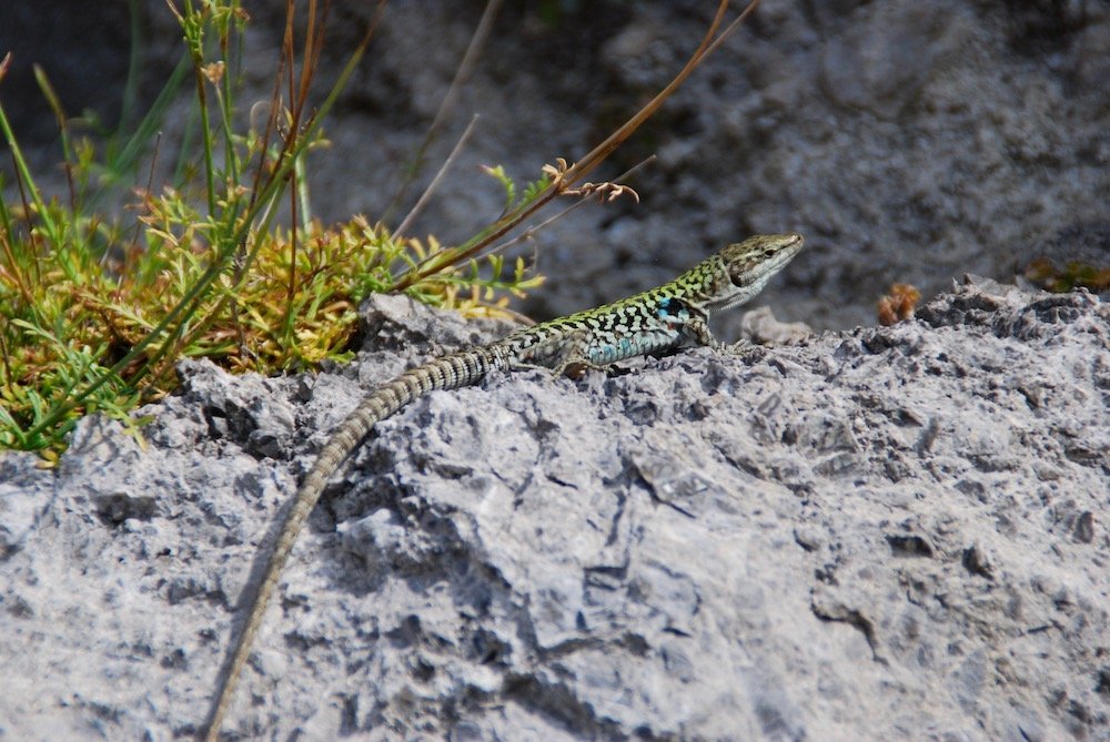 Muurhagedis langs wandelpad naar Monte San Biagio.