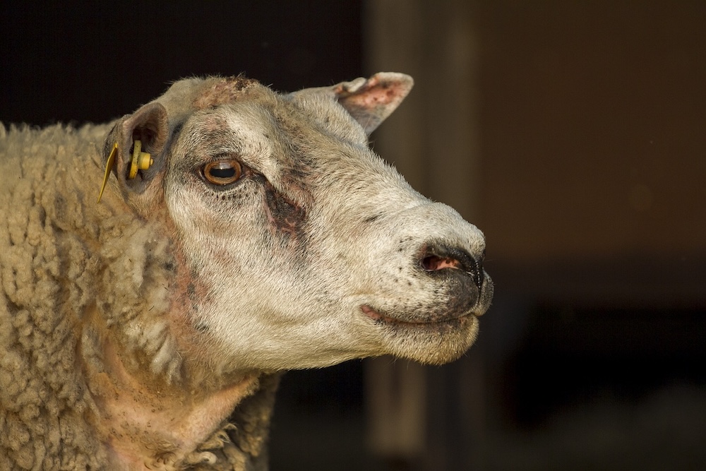 Texels schaap in een stal op Texel, symbool van het eiland en de lokale schapencultuur