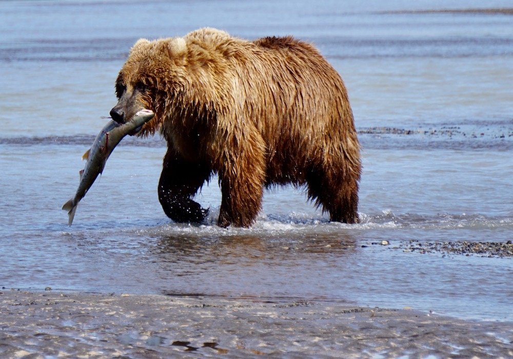 Bruine beer met zalm in bek in Katmai National Park Alaska