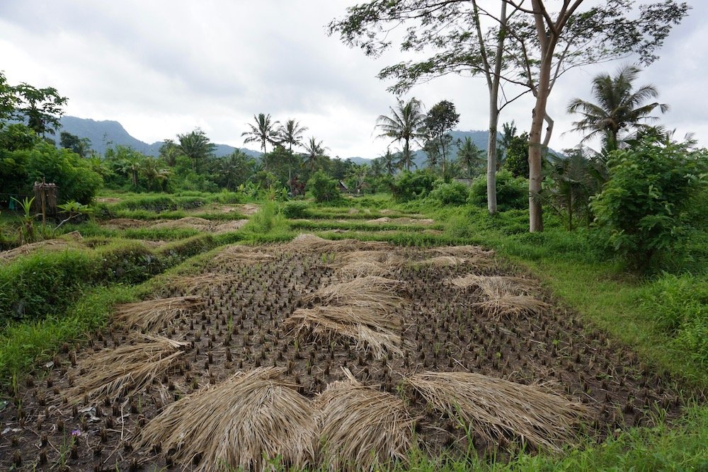 Rijstvelden op Bali tijdens een rondreis