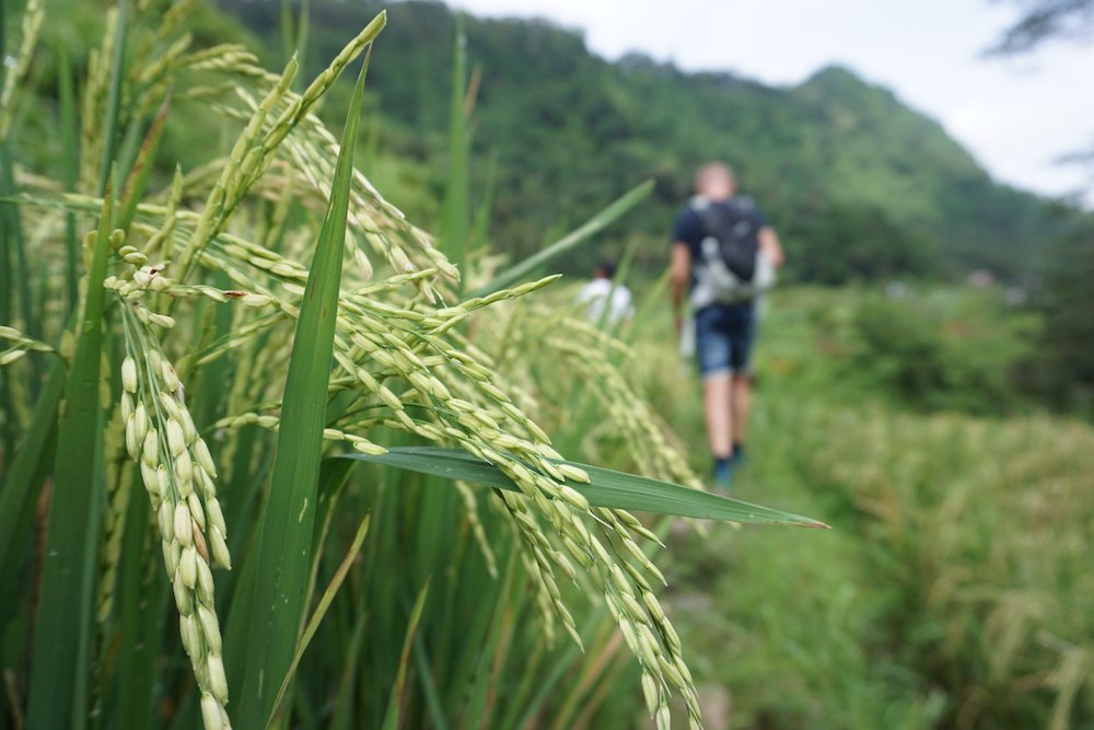 Wandelen door de rijstvelden van Sidemen, Bali