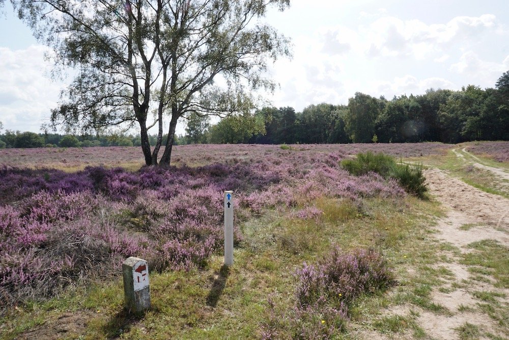 Wanneer bloeit de heide Tafelberg- en Blaricummerheide Nederland