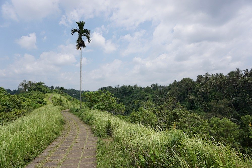 Wandelen over de Campuhan Ridge Walk bij Ubud