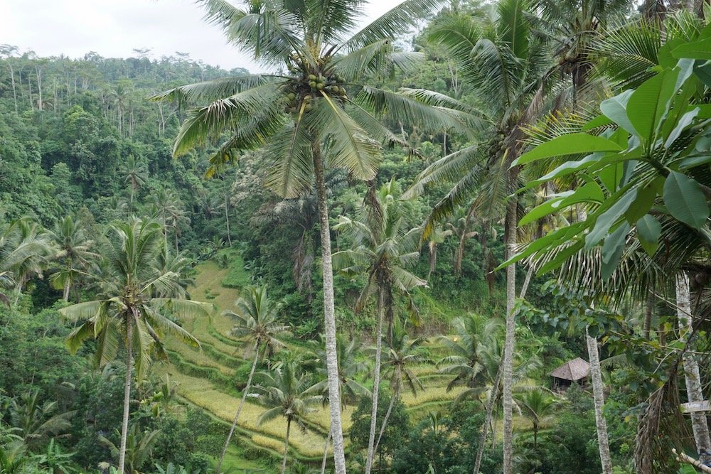 Rijstterrassen bij Gunung Kawi nabij Ubud