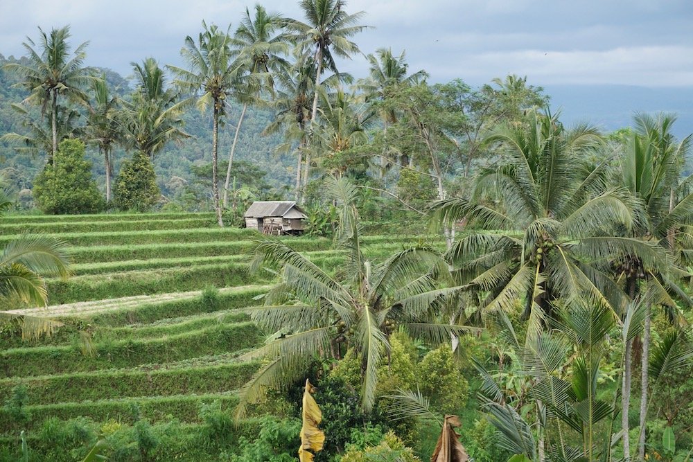 Groene rijstvelden en tropisch landschap op Bali