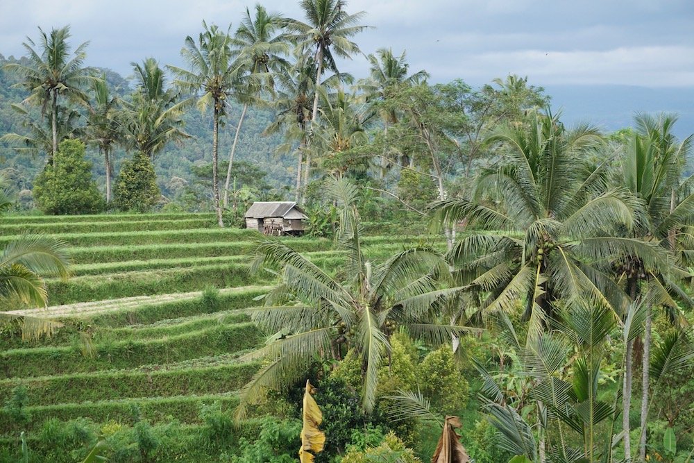 Rijstvelden Sidemen, Bali