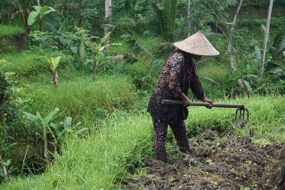 Vrouw aan het werk op de rijstvelden van Tegalalang nabij Ubud