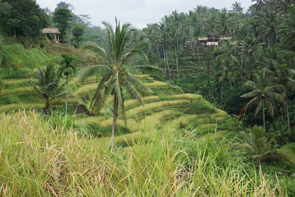 Rijstterrassen van Tegalalang op Bali