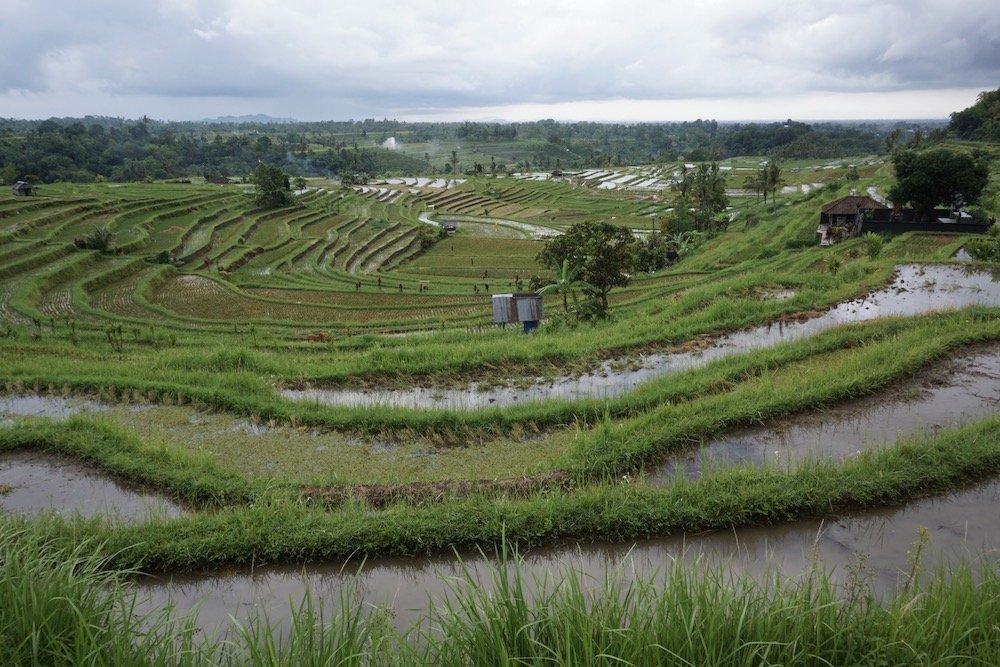 Rijstterrassen van Jatiluwih op Bali