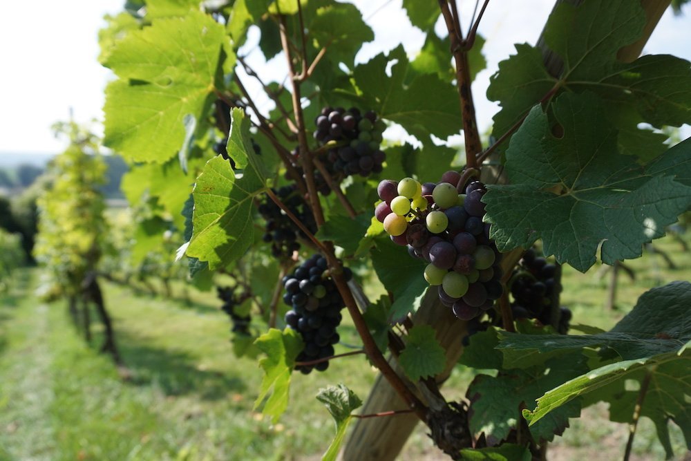 Route des Vins langs wijngaarden in Zuid-Limburg