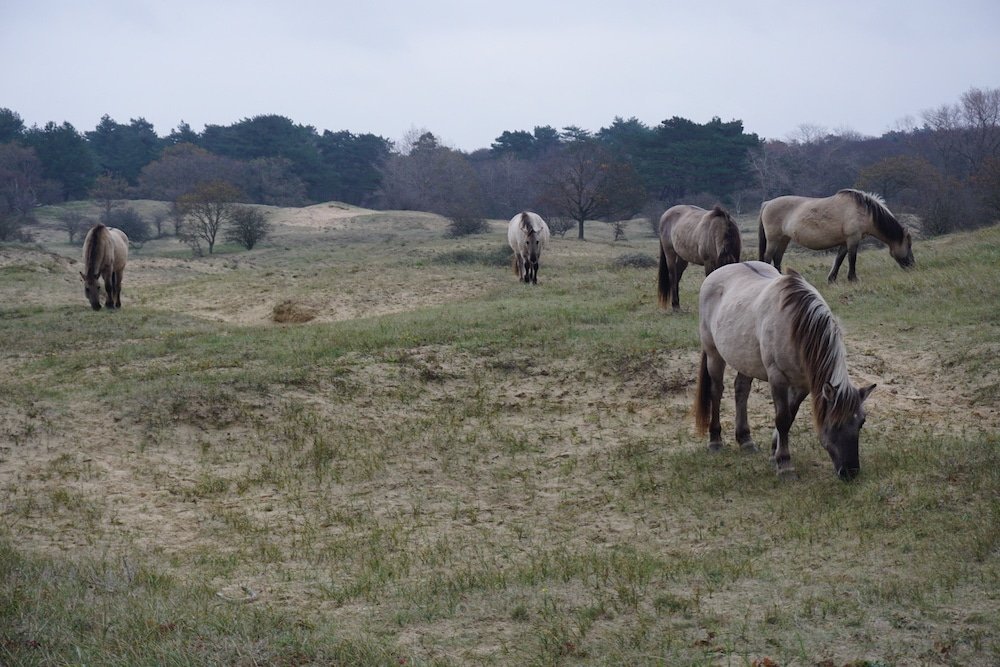 Konikpaarden Nationaal Park Zuid Kennemerland Nederland
