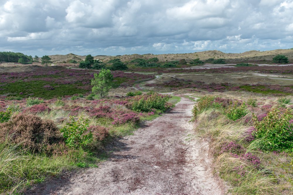Natuurgebieden in Nederland: Wandelen Schoorlse Duinen