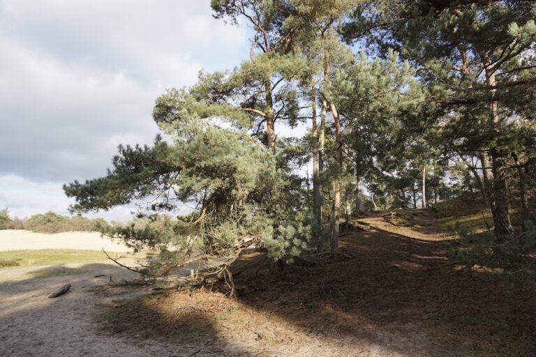 Wandelen Loonse en Drunense Duinen | Wandelroute Brabantse Sahara