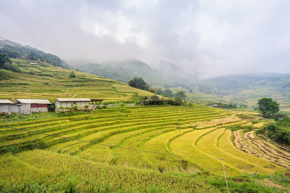 Rijstvelden Sapa Vietnam