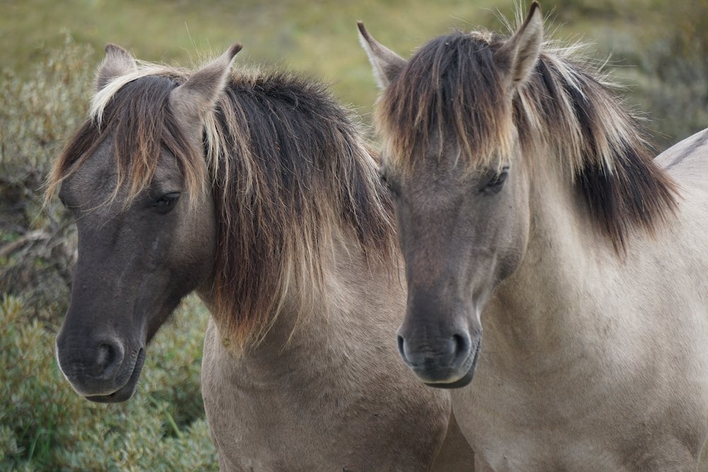 Konikpaarden Nationaal Park Zuid Kennemerland