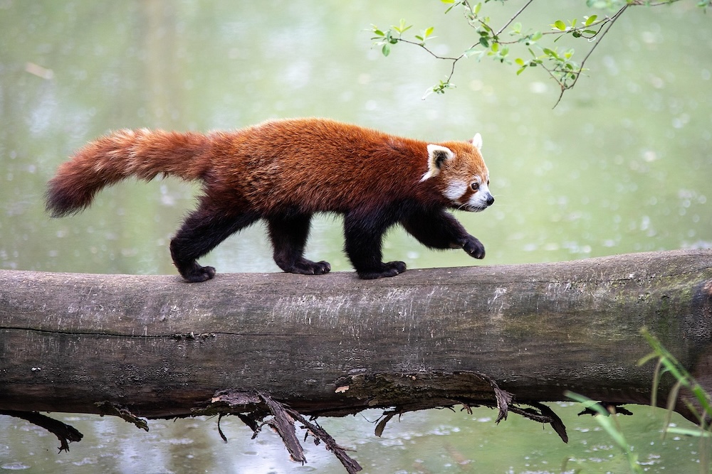 Rode panda loopt over een boomstronk in GaiaZOO Kerkrade, Limburg