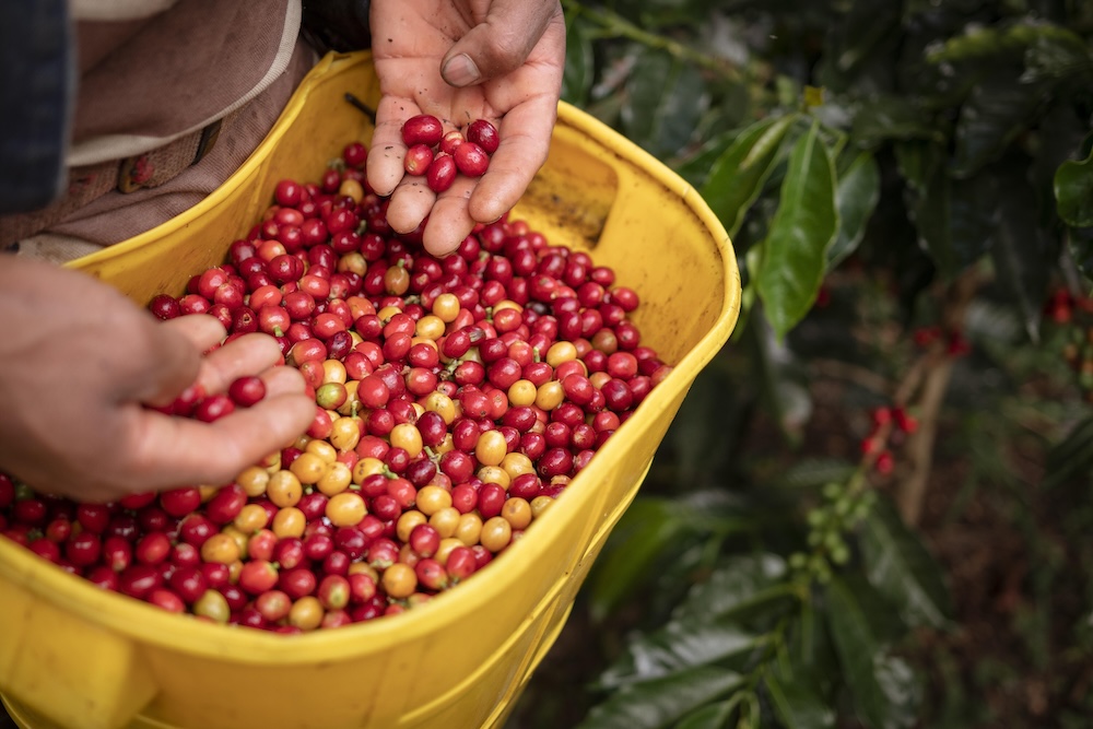 Koffiebonen uit Colombia